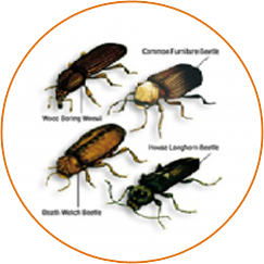 Woodworm