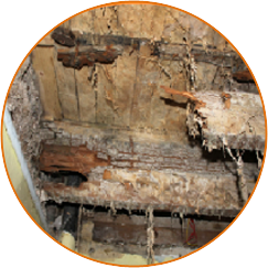 Dry Rot